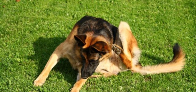 Εντερικά Παράσιτα