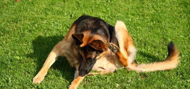 Εντερικά Παράσιτα