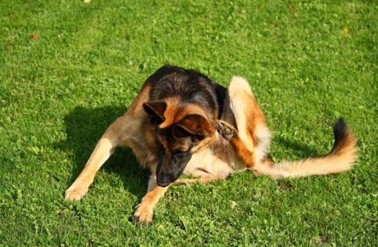 Εντερικά Παράσιτα