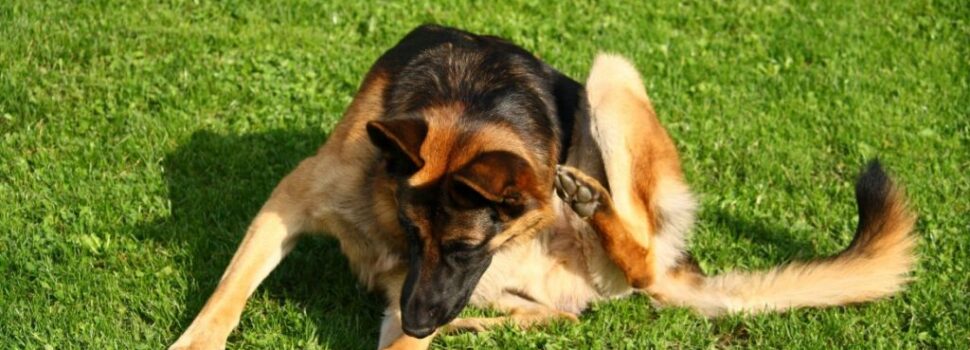 Εντερικά Παράσιτα