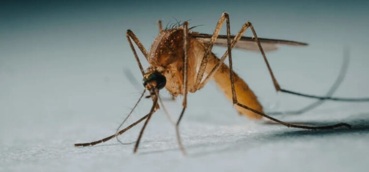 Γιατί έχουμε κουνούπια στην Ελλάδα και τον χειμώνα: Η κλιματική αλλαγή και ο ιός του Δυτικού Νείλου
