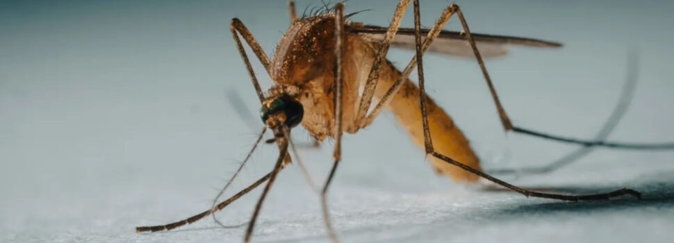 Γιατί έχουμε κουνούπια στην Ελλάδα και τον χειμώνα: Η κλιματική αλλαγή και ο ιός του Δυτικού Νείλου