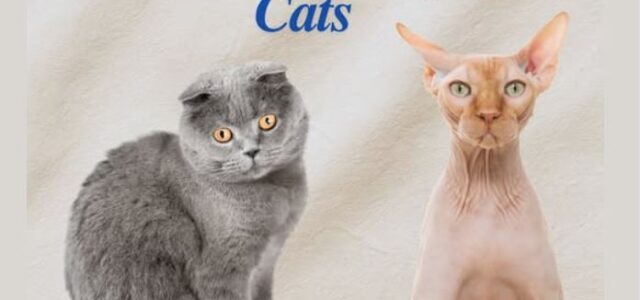 Ολλανδία: Απαγόρευση της εκτροφής γατών με διπλωμένα αυτιά και χωρίς τρίχωμα – Ποιοι οι λόγοι