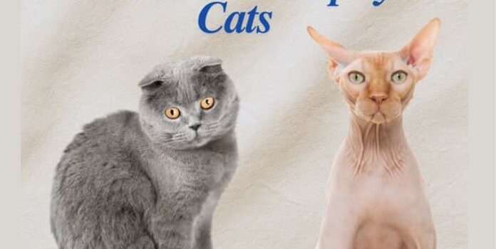 Ολλανδία: Απαγόρευση της εκτροφής γατών με διπλωμένα αυτιά και χωρίς τρίχωμα – Ποιοι οι λόγοι