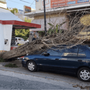 Πτώσεις δέντρων σε κοινόχρηστους χώρους: Ευθύνες δήμων, νομικό πλαίσιο και το παράδειγμα του Δήμου Χαλανδρίου