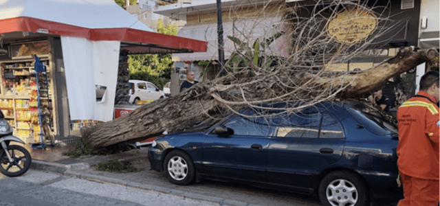 Πτώσεις δέντρων σε κοινόχρηστους χώρους: Ευθύνες δήμων, νομικό πλαίσιο και το παράδειγμα του Δήμου Χαλανδρίου