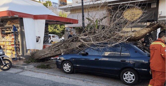 Πτώσεις δέντρων σε κοινόχρηστους χώρους: Ευθύνες δήμων, νομικό πλαίσιο και το παράδειγμα του Δήμου Χαλανδρίου