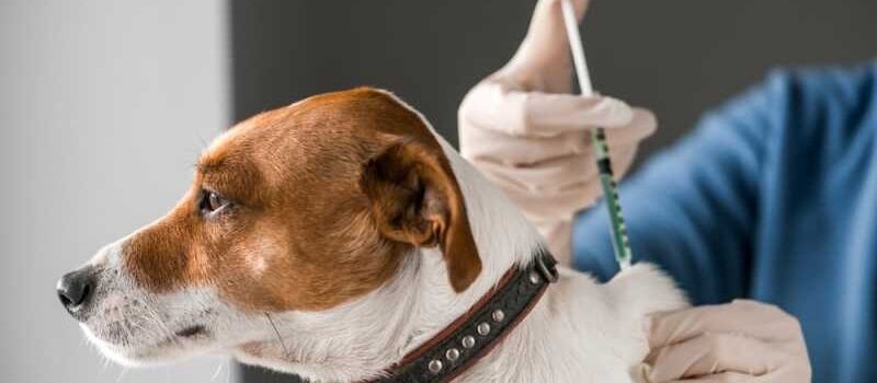 Ετήσιος εμβολιασμός σκύλου: Γιατί είναι απαραίτητος