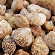 Άρση των υγειονομικών μέτρων: Ξανά ελεύθερη η αλιεία οστρακοειδών σε Φανερωμένη και Μπατσί Σαλαμίνας