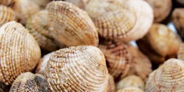 Άρση των υγειονομικών μέτρων: Ξανά ελεύθερη η αλιεία οστρακοειδών σε Φανερωμένη και Μπατσί Σαλαμίνας