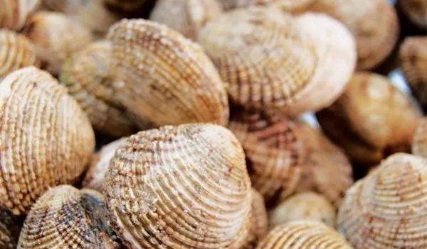 Άρση των υγειονομικών μέτρων: Ξανά ελεύθερη η αλιεία οστρακοειδών σε Φανερωμένη και Μπατσί Σαλαμίνας