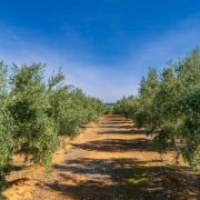 Έχετε πάνω από 21 ελαιόδεντρα; Υποχρεωτική η δήλωση συγκομιδής – Ο «χάρτης» των προστίμων