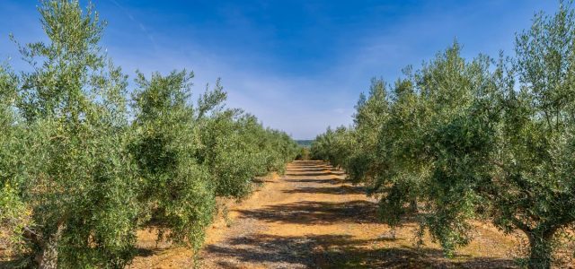 Έχετε πάνω από 21 ελαιόδεντρα; Υποχρεωτική η δήλωση συγκομιδής – Ο «χάρτης» των προστίμων