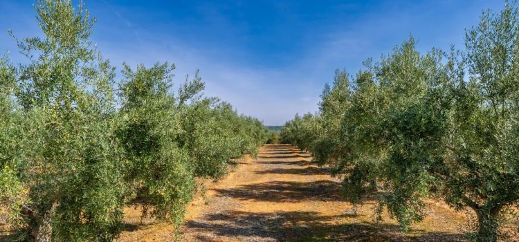 Έχετε πάνω από 21 ελαιόδεντρα; Υποχρεωτική η δήλωση συγκομιδής – Ο «χάρτης» των προστίμων