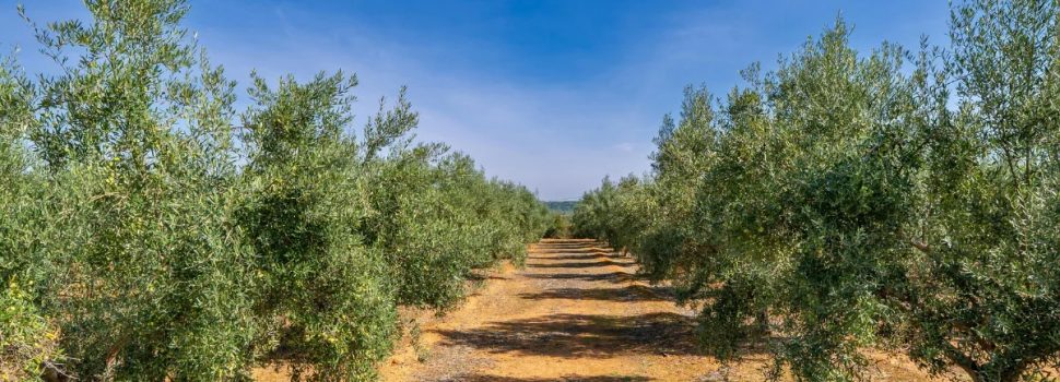 Έχετε πάνω από 21 ελαιόδεντρα; Υποχρεωτική η δήλωση συγκομιδής – Ο «χάρτης» των προστίμων