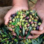 Ελαιοκομικό Μητρώο: Σε εξέλιξη οι δηλώσεις για 500.000 ιδιοκτήτες ελαιόδεντρων