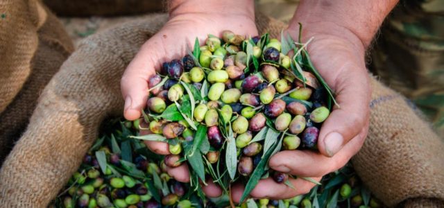 Ελαιοκομικό Μητρώο: Σε εξέλιξη οι δηλώσεις για 500.000 ιδιοκτήτες ελαιόδεντρων 