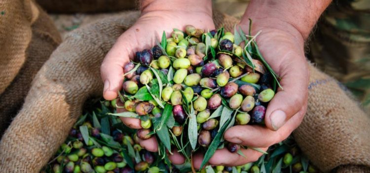 Ελαιοκομικό Μητρώο: Σε εξέλιξη οι δηλώσεις για 500.000 ιδιοκτήτες ελαιόδεντρων 