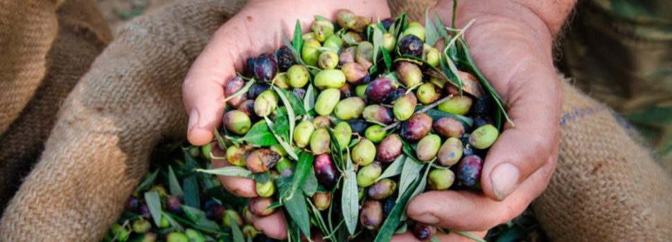 Ελαιοκομικό Μητρώο: Σε εξέλιξη οι δηλώσεις για 500.000 ιδιοκτήτες ελαιόδεντρων 