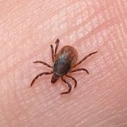 Η άνοιξη μπήκε και τα τσιμπούρια έκαναν την εμφάνισή τους