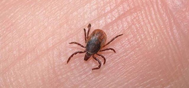 Η άνοιξη μπήκε και τα τσιμπούρια έκαναν την εμφάνισή τους