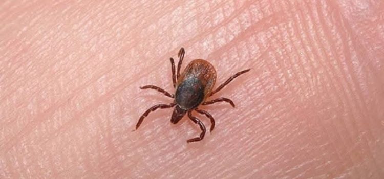 Η άνοιξη μπήκε και τα τσιμπούρια έκαναν την εμφάνισή τους