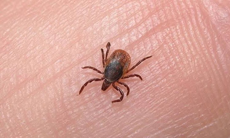 Η άνοιξη μπήκε και τα τσιμπούρια έκαναν την εμφάνισή τους