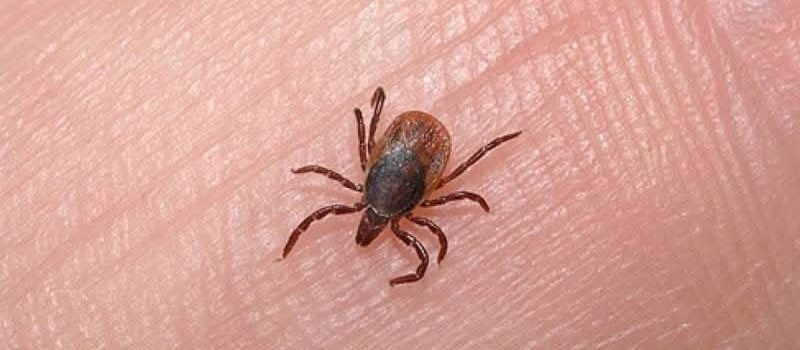 Η άνοιξη μπήκε και τα τσιμπούρια έκαναν την εμφάνισή τους