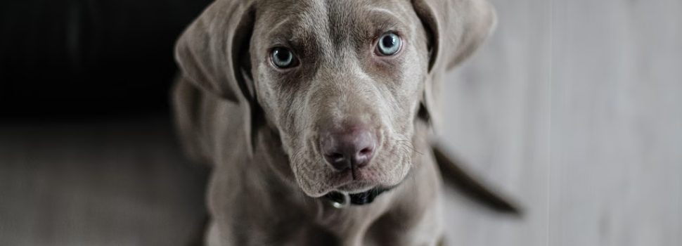 Αλλάζουν τα ταξίδια με κατοικίδια: Νέοι κανόνες στην ΕΕ – Όσα πρέπει να γνωρίζουν οι ιδιοκτήτες