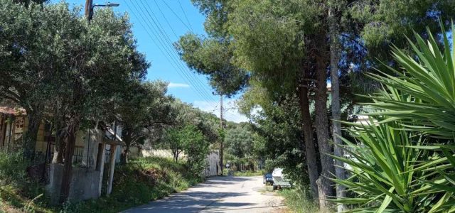 Πρανή δρόμων και ανεξέλεγκτη βλάστηση: Ποιος έχει την ευθύνη;