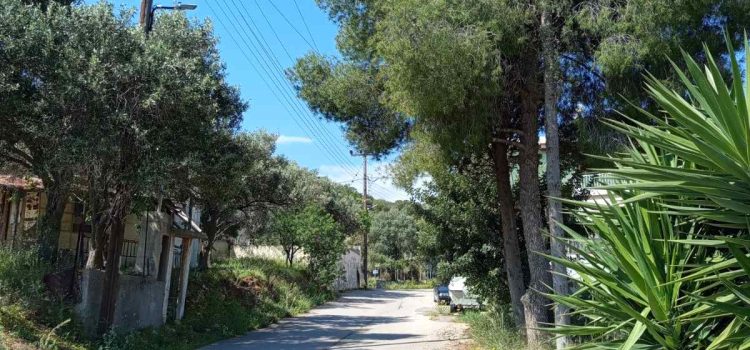 Πρανή δρόμων και ανεξέλεγκτη βλάστηση: Ποιος έχει την ευθύνη;