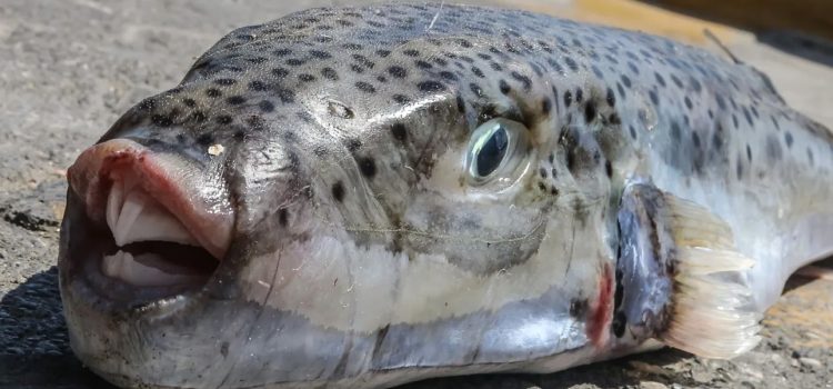 Τι πρέπει να κάνετε αν σας δαγκώσει λαγοκέφαλος – Οδηγίες από τον Ελληνικό Ερυθρό Σταυρό
