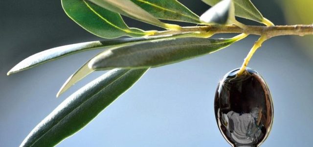 Ελιά: Γενετική «ασπίδα» απέναντι στην κλιματική αλλαγή