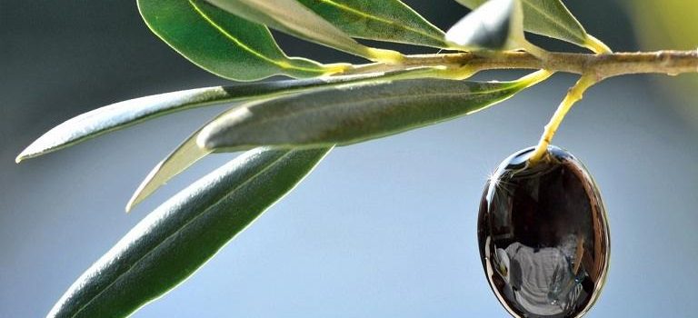 Ελιά: Γενετική «ασπίδα» απέναντι στην κλιματική αλλαγή